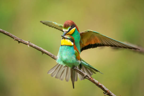 istock Vivid birds - European bee eaters mating. Merops apiaster 1033842888