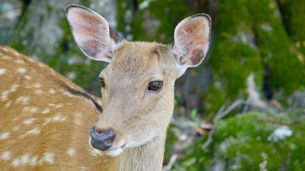 istock Head of a deer, stag hart 1033843028