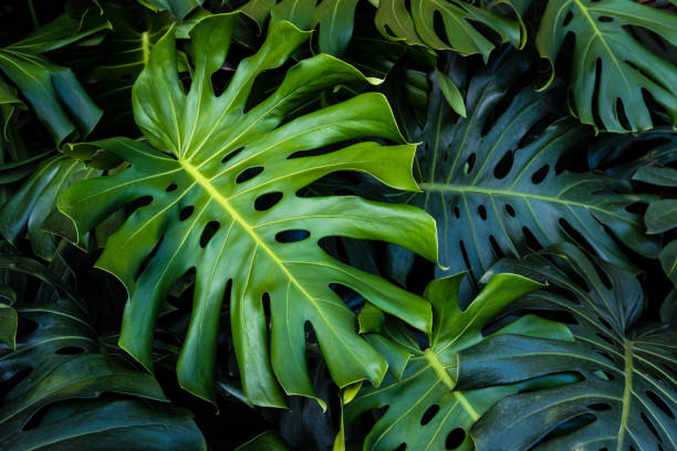 istock Tropical green leaves background 1033843050