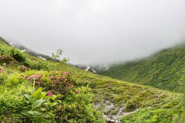 istock Alpine rose bush and mist in a valley in the Alps, Austria 1033843092