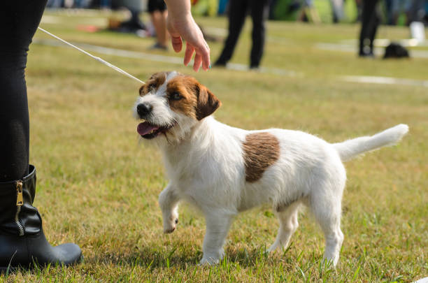 istock Jack russell terrier training outdoors 1033843418