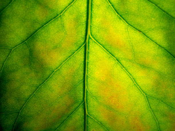 istock Macro photo of Leaf 1033845686