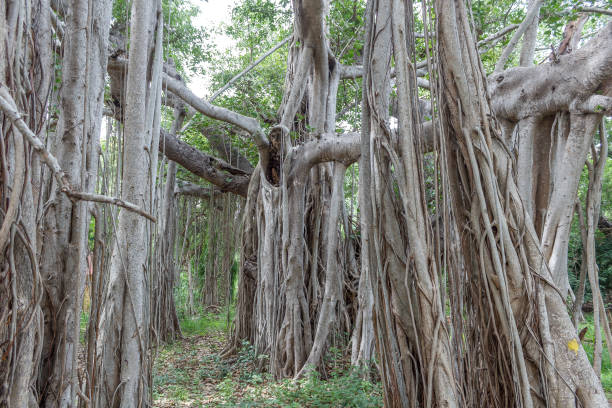 higuera de gran - root tree sarasota tropical climate fotografías e imágenes de stock