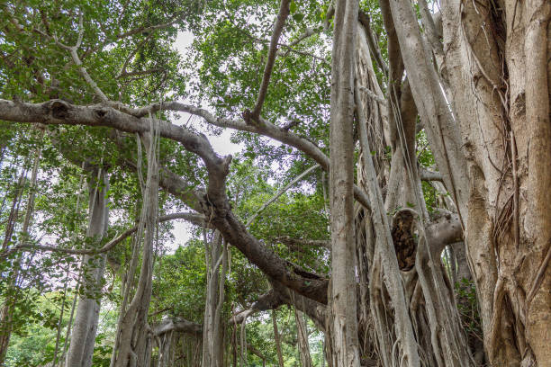 higuera de gran - root tree sarasota tropical climate fotografías e imágenes de stock