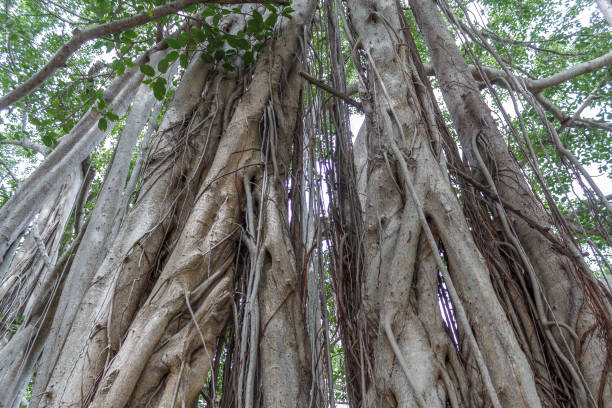 großen banyan-baum - root tree sarasota tropical climate stock-fotos und bilder