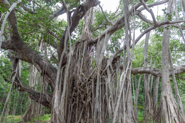 higuera de gran - root tree sarasota tropical climate fotografías e imágenes de stock