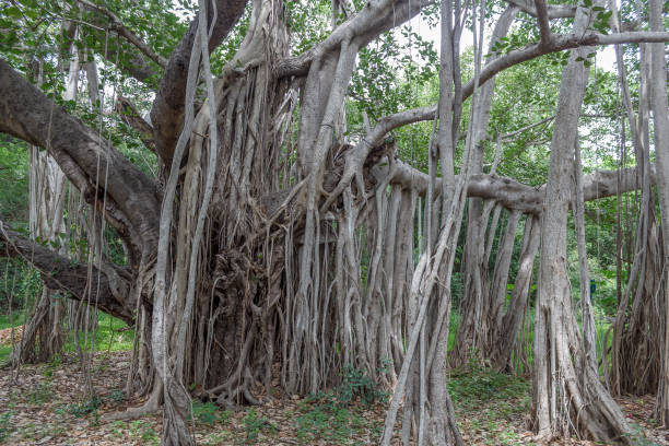 higuera de gran - root tree sarasota tropical climate fotografías e imágenes de stock