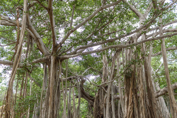 großen banyan-baum - root tree sarasota tropical climate stock-fotos und bilder