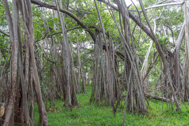 großen banyan-baum - root tree sarasota tropical climate stock-fotos und bilder