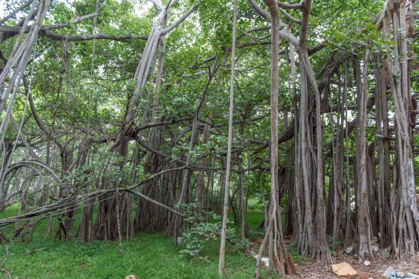 higuera de gran - root tree sarasota tropical climate fotografías e imágenes de stock