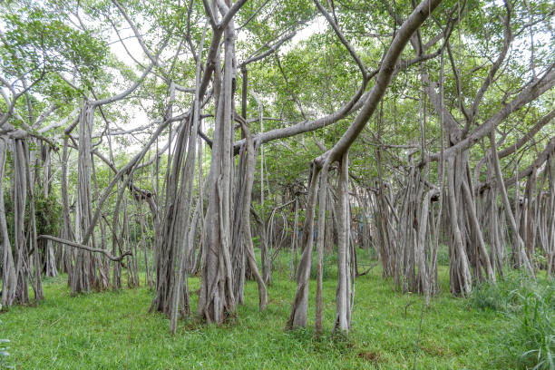 großen banyan-baum - root tree sarasota tropical climate stock-fotos und bilder