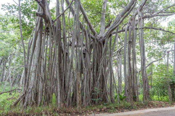 großen banyan-baum - root tree sarasota tropical climate stock-fotos und bilder