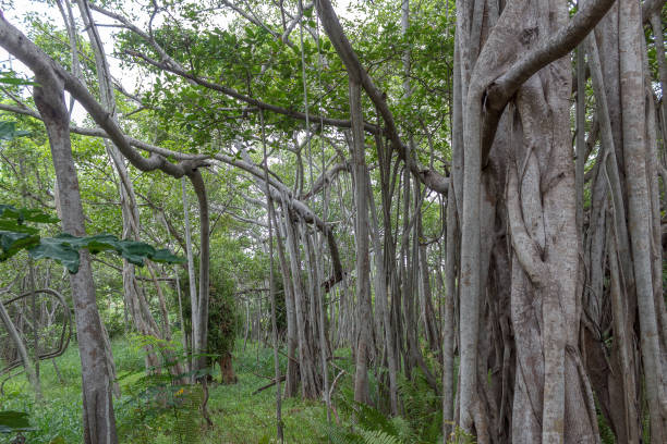 higuera de gran - root tree sarasota tropical climate fotografías e imágenes de stock