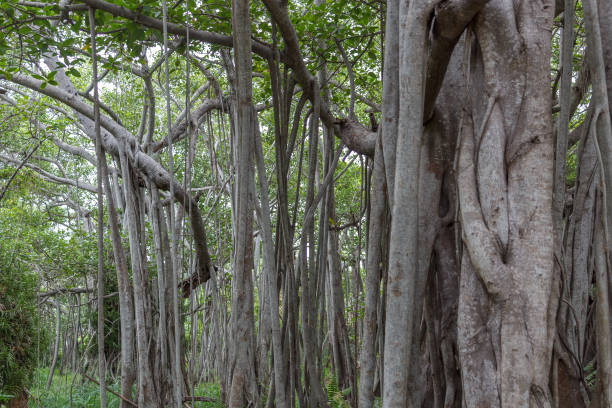 großen banyan-baum - root tree sarasota tropical climate stock-fotos und bilder