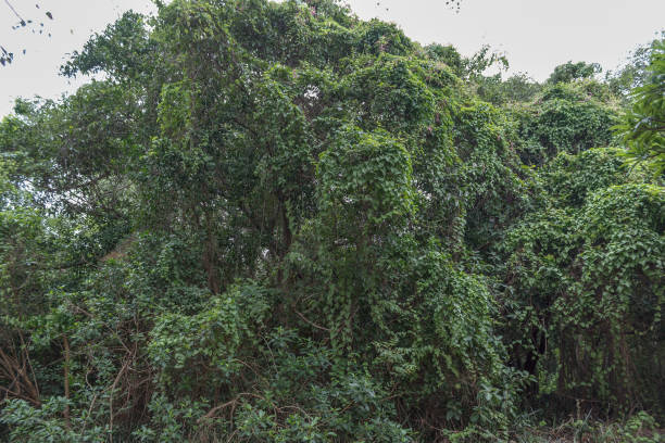 großen banyan-baum - root tree sarasota tropical climate stock-fotos und bilder