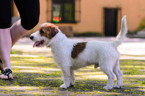 istock Jack russell terrier training outdoors 1033846416