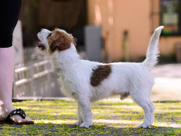 istock Jack russell terrier training outdoors 1033846484