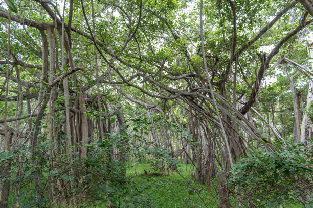 großen banyan-baum - root tree sarasota tropical climate stock-fotos und bilder