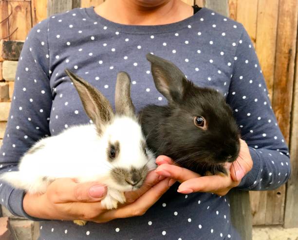 istock A woman is holding two small rabbits in her hands. 1033855914
