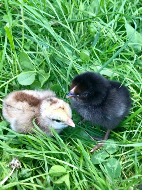 istock Little fluffy chickens are sitting on the green grass. 1033856330