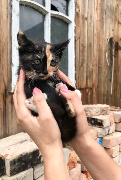istock A woman is holding a motley kitten 1033856550