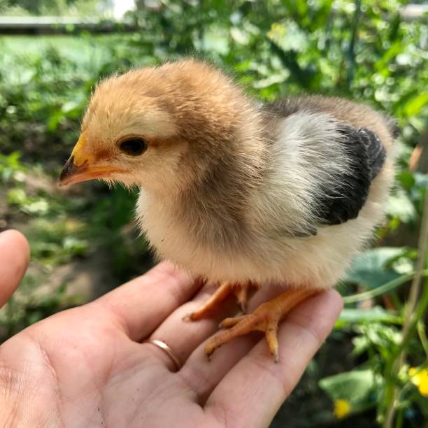 istock Little fluffy chickens sit on a woman's palm. 1033858318