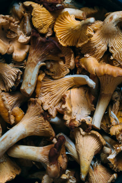 istock chanterelles mushrooms background 1033861060