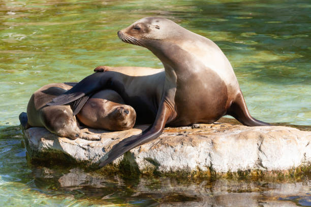 istock Sea-lion on the stone 1033861086