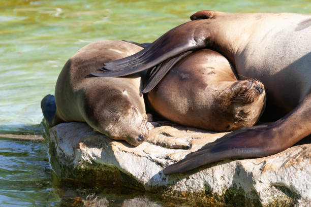 istock Sea-lion on the stone 1033861142