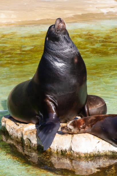 istock Sea-lion on the stone 1033861302
