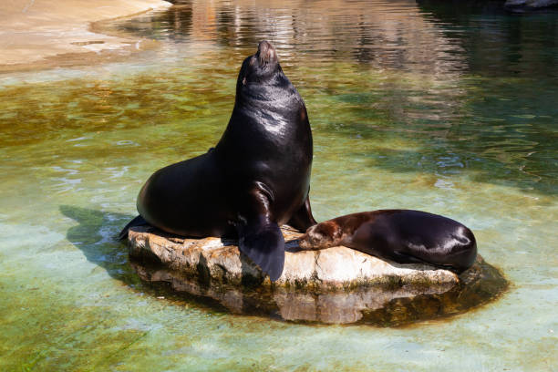 istock Sea-lion on the stone 1033861328