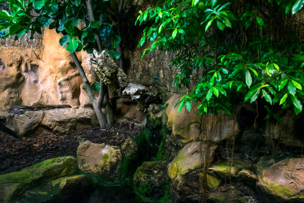 istock Jungle vegetation with water background 1033864882