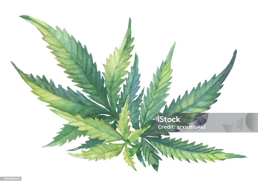 A green branch of Cannabis sativa (Cannabis indica, Marijuana) medicinal plant with leaves. Watercolor hand drawn painting illustration isolated on a white background. Cannabis Plant stock illustration