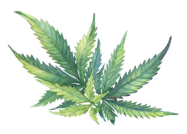 A green branch of Cannabis sativa (Cannabis indica, Marijuana) medicinal plant with leaves. Watercolor hand drawn painting illustration isolated on a white background. A green branch of Cannabis sativa (Cannabis indica, Marijuana) medicinal plant with leaves. Watercolor hand drawn painting illustration isolated on a white background. hemp stock illustrations