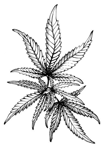 Graphic, a branch of Cannabis sativa (Cannabis indica, Marijuana) medicinal plant with leaves. Black and white outline illustration, hand drawn work. Isolated on white background. Graphic, a branch of Cannabis sativa (Cannabis indica, Marijuana) medicinal plant with leaves. Black and white outline illustration, hand drawn work. Isolated on white background. marijuana tattoo stock illustrations