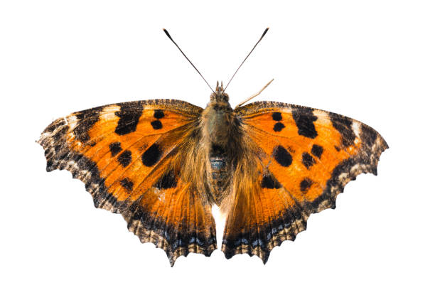 istock Butterfly yellow legged tortoiseshell 1033869884