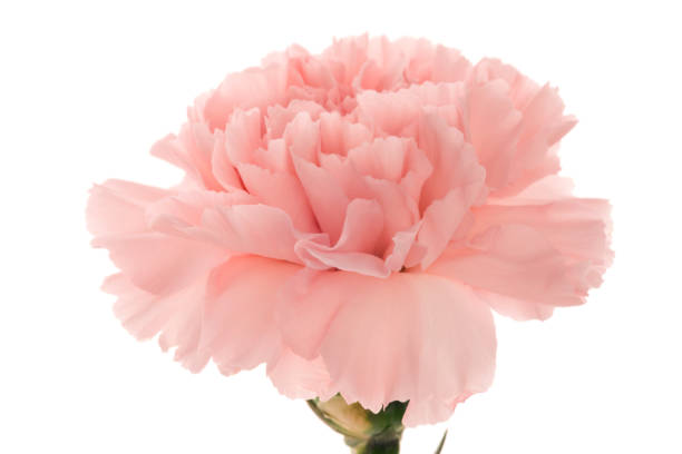 istock Mother's Day, carnations, pink carnations, 1033873670