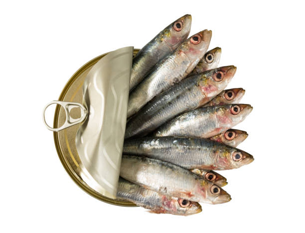 Fresh sardines