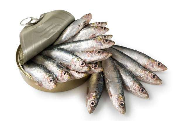 Fresh sardines