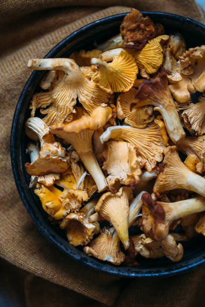girolles fraîches sur fond rustique. concept de l’automne - chanterelle edible mushroom mushroom freshness photos et images de collection