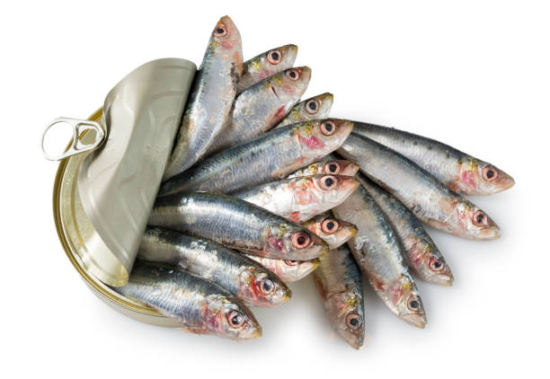 Fresh sardines