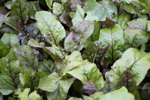 istock Beet tops macro photography 1033877226