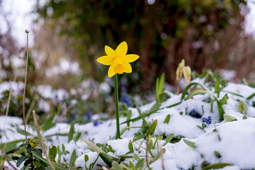 Strong determined flowering daffodil pushing though a layer of ice and snow that covers the landscape around
