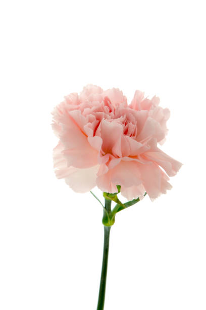 istock Mother's Day, carnations, pink carnations, 1033877704