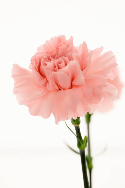 istock Mother's Day, carnations, pink carnations, 1033878726