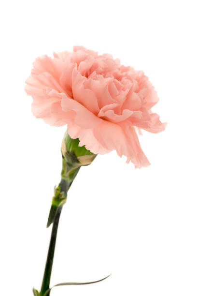 istock Mother's Day, carnations, pink carnations, 1033878822