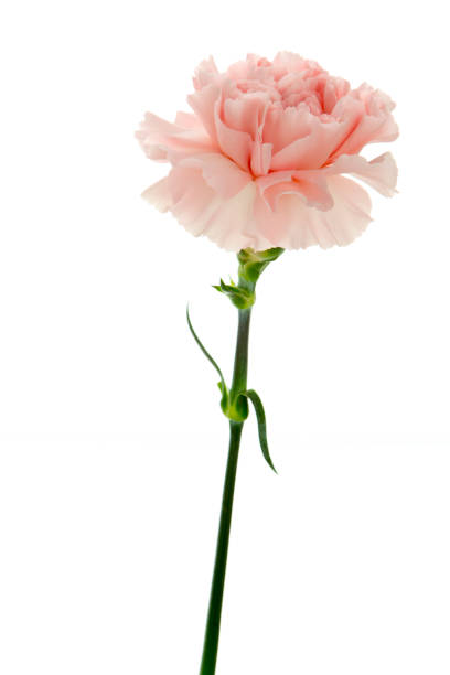 istock Mother's Day, carnations, pink carnations, 1033878868