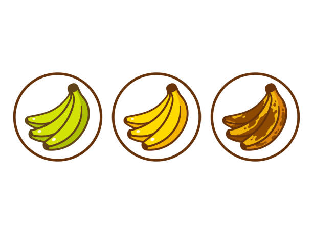 ilustrações, clipart, desenhos animados e ícones de ilustração de maturação de banana - rotting