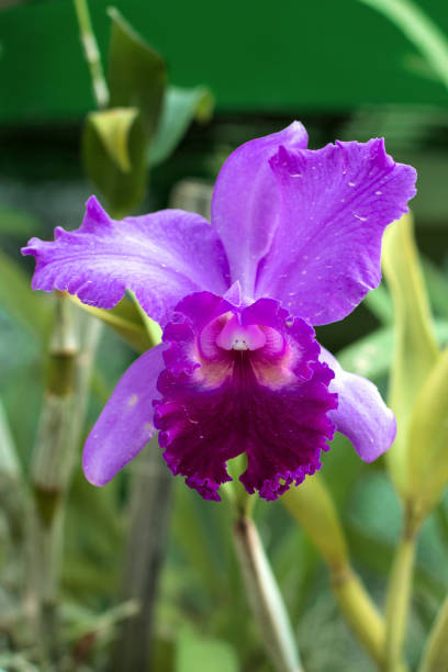 istock Fresh pink orchid flower with garden background 1033882294