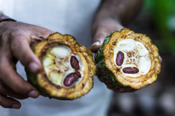 fruta fresca de cacao en los agricultores - cocoa cocoa bean chocolate brazil fotografías e imágenes de stock